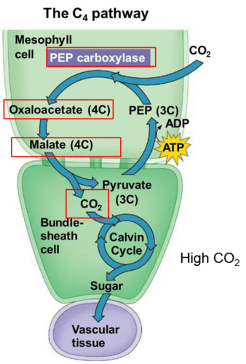<p>a carbon-fixing process in which carbon dioxide is bound to a compound to form a four-carbon intermediate</p>