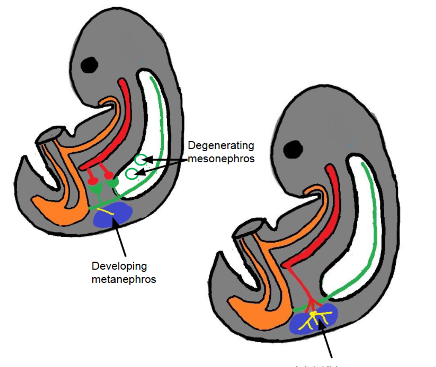 <ul><li><p><strong>Adult kidney</strong></p></li><li><p>Formed from:</p><ul><li><p><strong>Ureteric bud → urine collecting system</strong><br>(ureter, renal pelvis, calyces, collecting ducts)</p></li><li><p>bud=collecter</p></li><li><p><strong>Metanephric blastema → urine-producing system</strong><br>(nephrons</p></li></ul></li></ul><p>blasetema>builder>proudcing </p><p></p>
