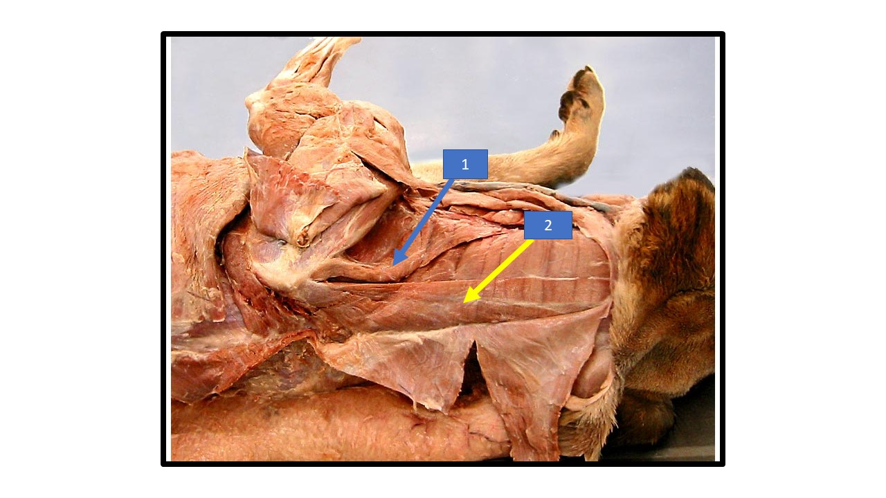 <p>What is the extrinsic muscle labeled 1 in the diagram?</p>