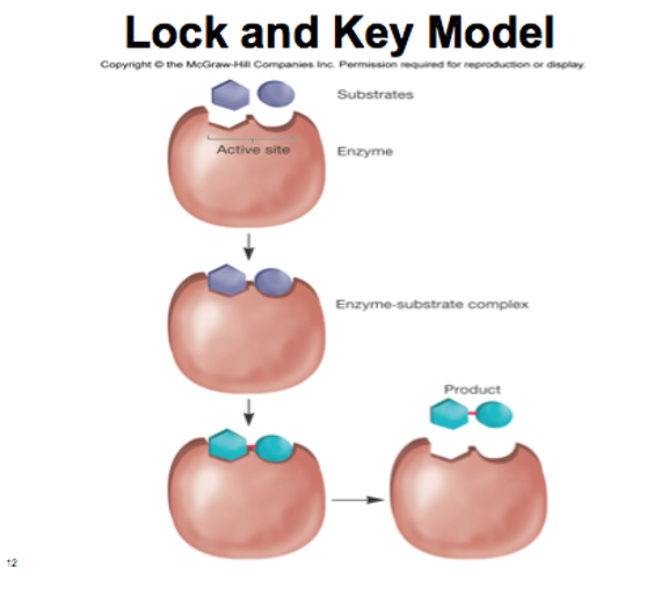 <p>Active site does not change</p>
