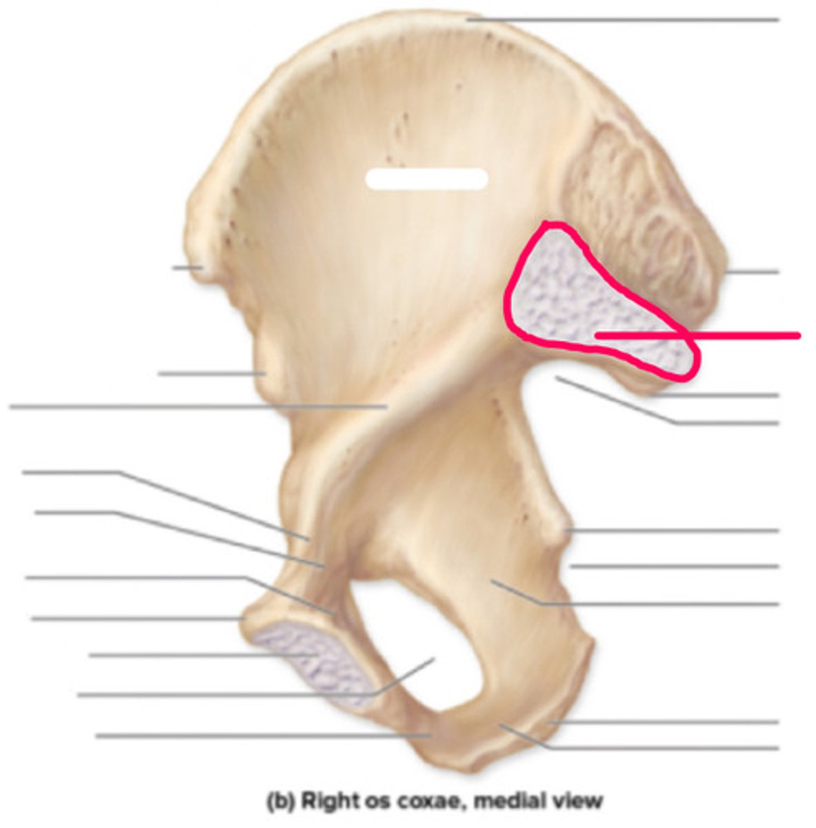 <p>What does the auricular surface of the ilium form?</p>