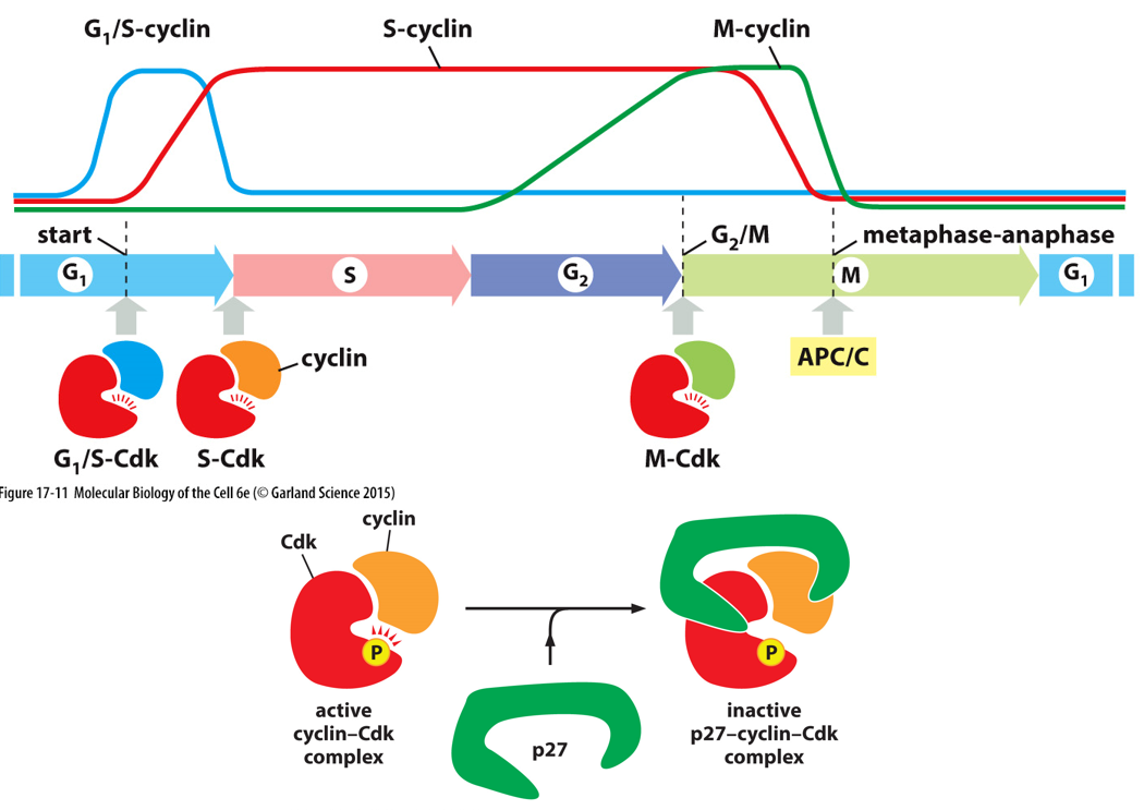 * **Cyclin expression**
  * each cyclin-Cdk complex triggers degradation of the previous one
* **Inhibitor binding**
  * inhibitor wraps around cyclin-Cdk complex
* **Phosphorylation**
  * Cdk is phosphorylated to either activate or inactivate
* **Regulated degradation**
  * generally all cyclins & Cdks degraded during anaphase