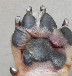 <p><span>Canine Pedal Furunculosis</span></p>