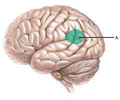 <p>controls language comprehension Temporal lobe</p>