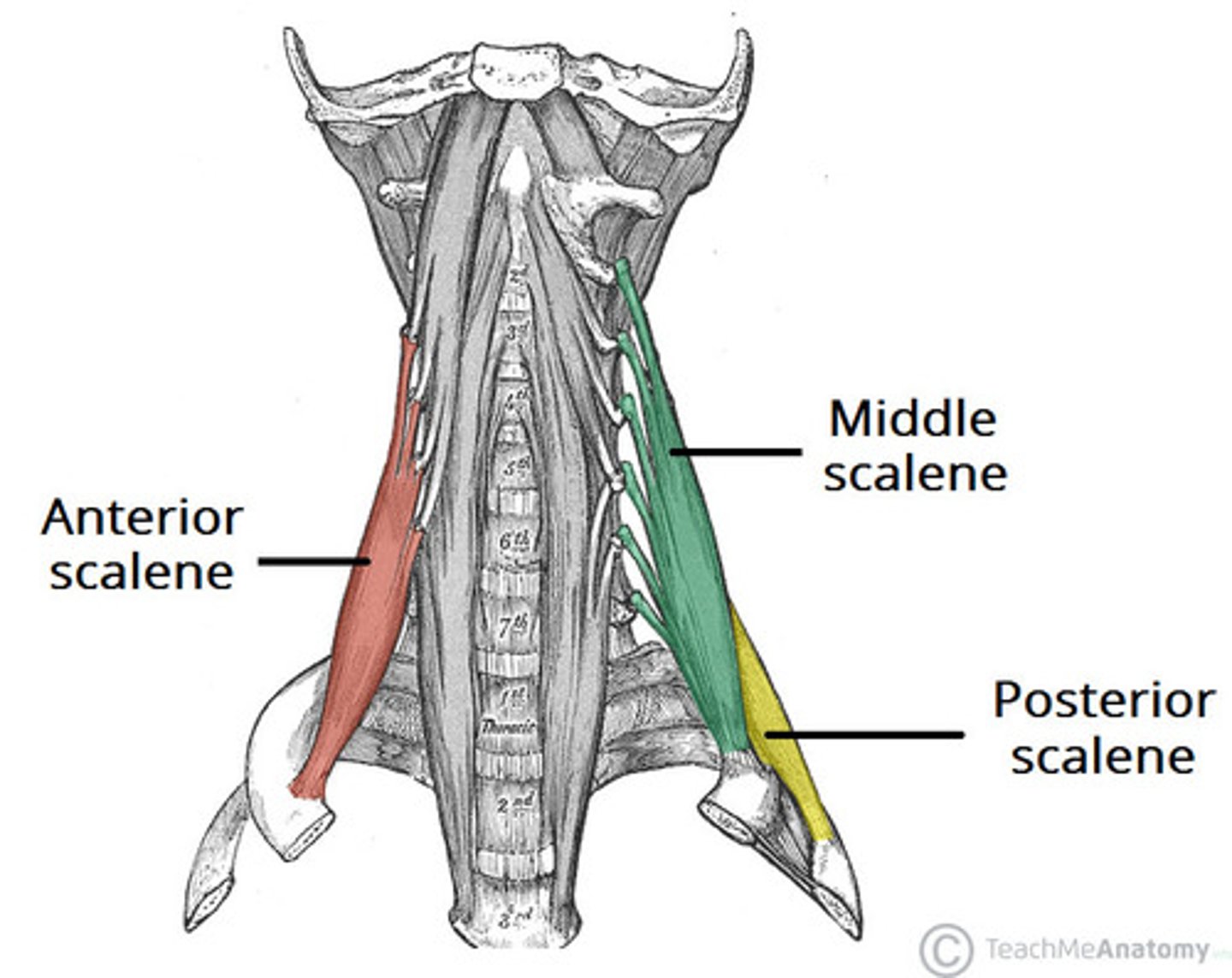 <p>C2-7 transverse process</p>