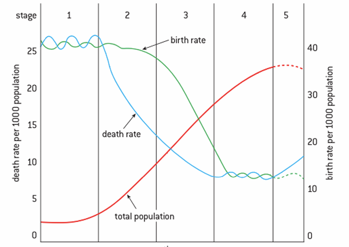 <p>the historical shift of birth and death rates from high to low levels in a population</p>