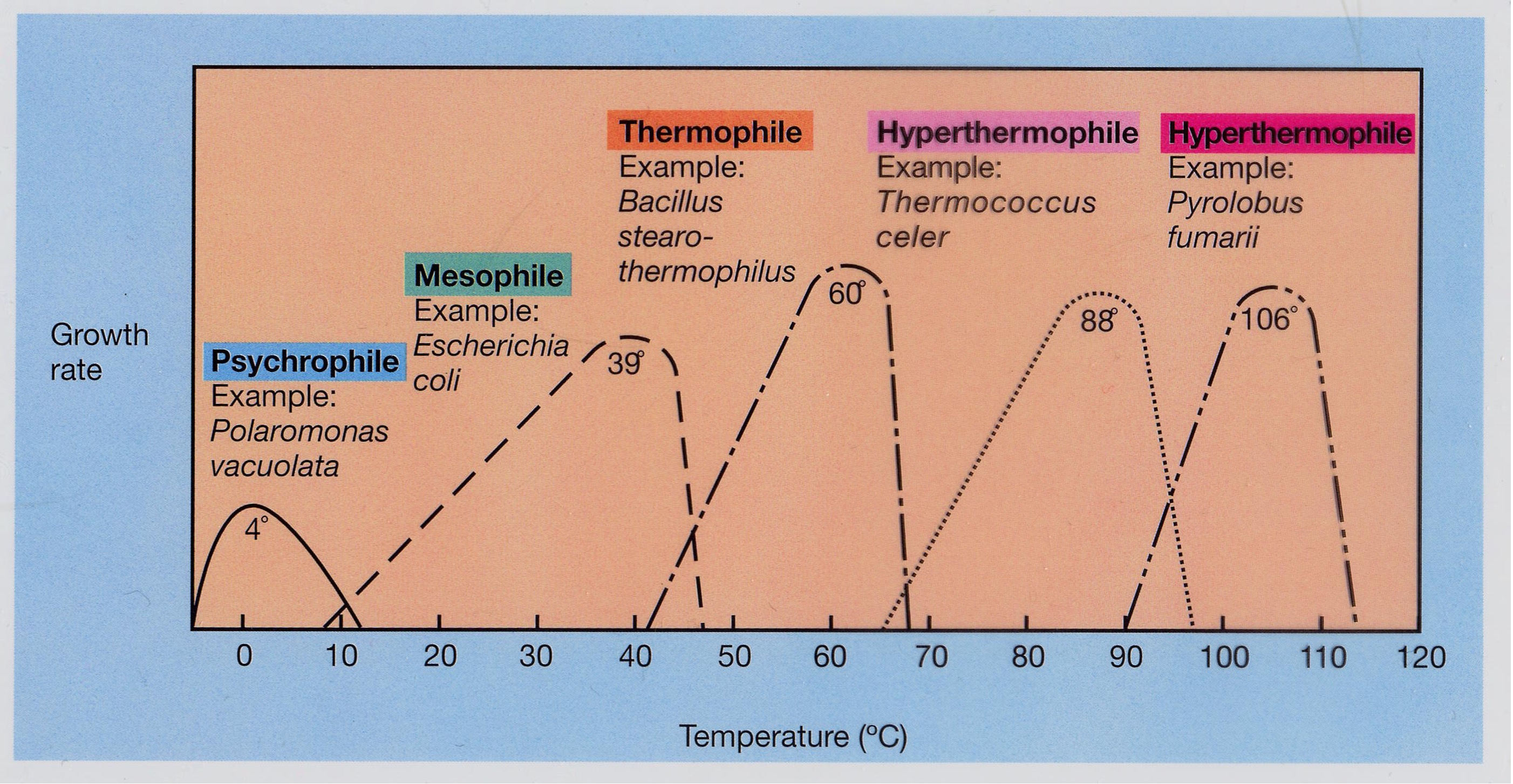 <p><span style="background-color: transparent;"><span>The higher the temperature, the faster the enzymatic activity that facilitates growth. at a certain threshold temperature = denaturation. Microbes cannot regulate their temperature.</span></span></p>