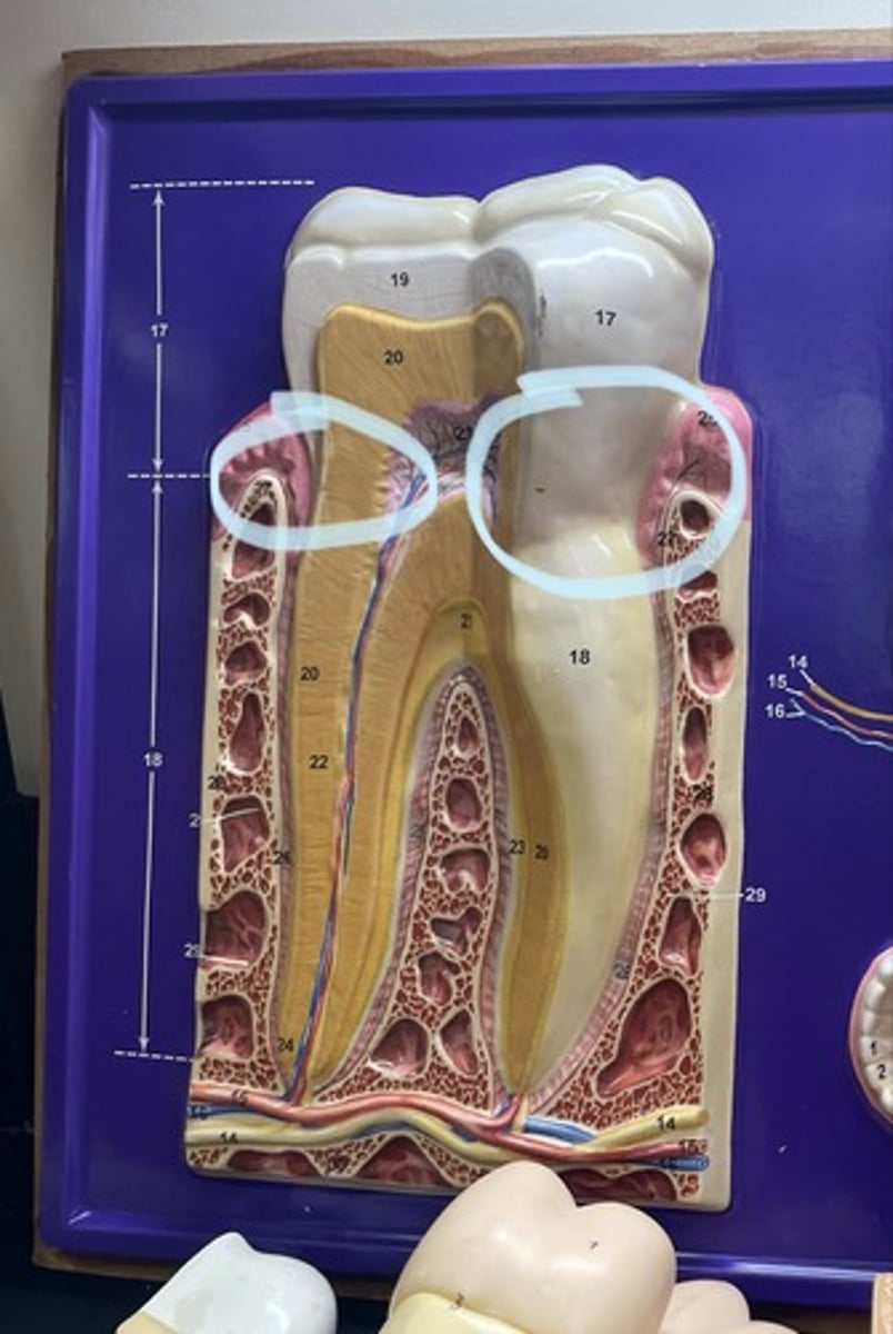 <p>against the gingva</p>