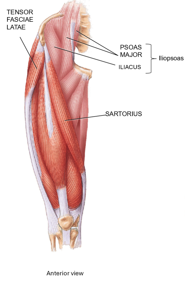 <p>Tensor Fasciae Latae - Structure & Movements </p>