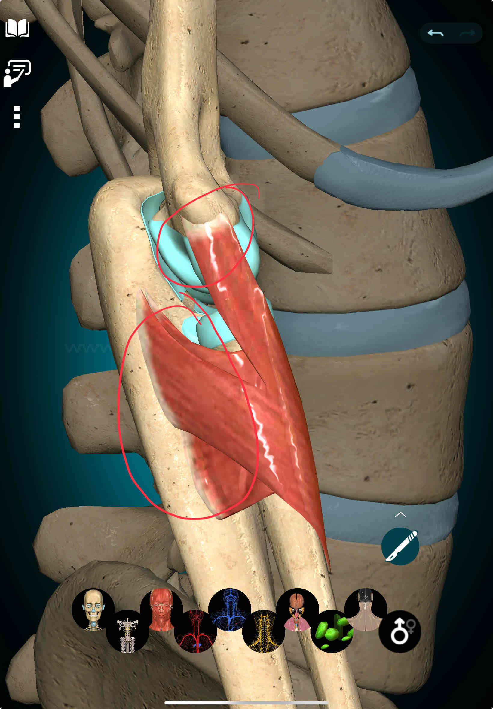 <p>Supinator Origin</p>