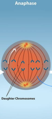 <ul><li><p>cohesin proteins degenerate</p><ul><li><p>chromatids separate</p></li></ul></li><li><p>separated sister chromatids move in opposite directions toward centrosomes</p></li><li><p>cell elongates</p></li></ul><p></p>