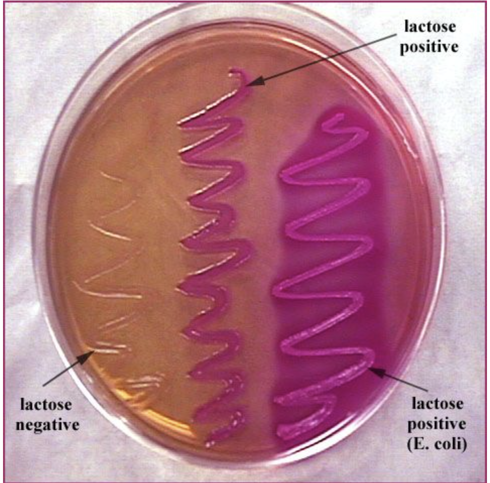 <p>What test is this?</p>