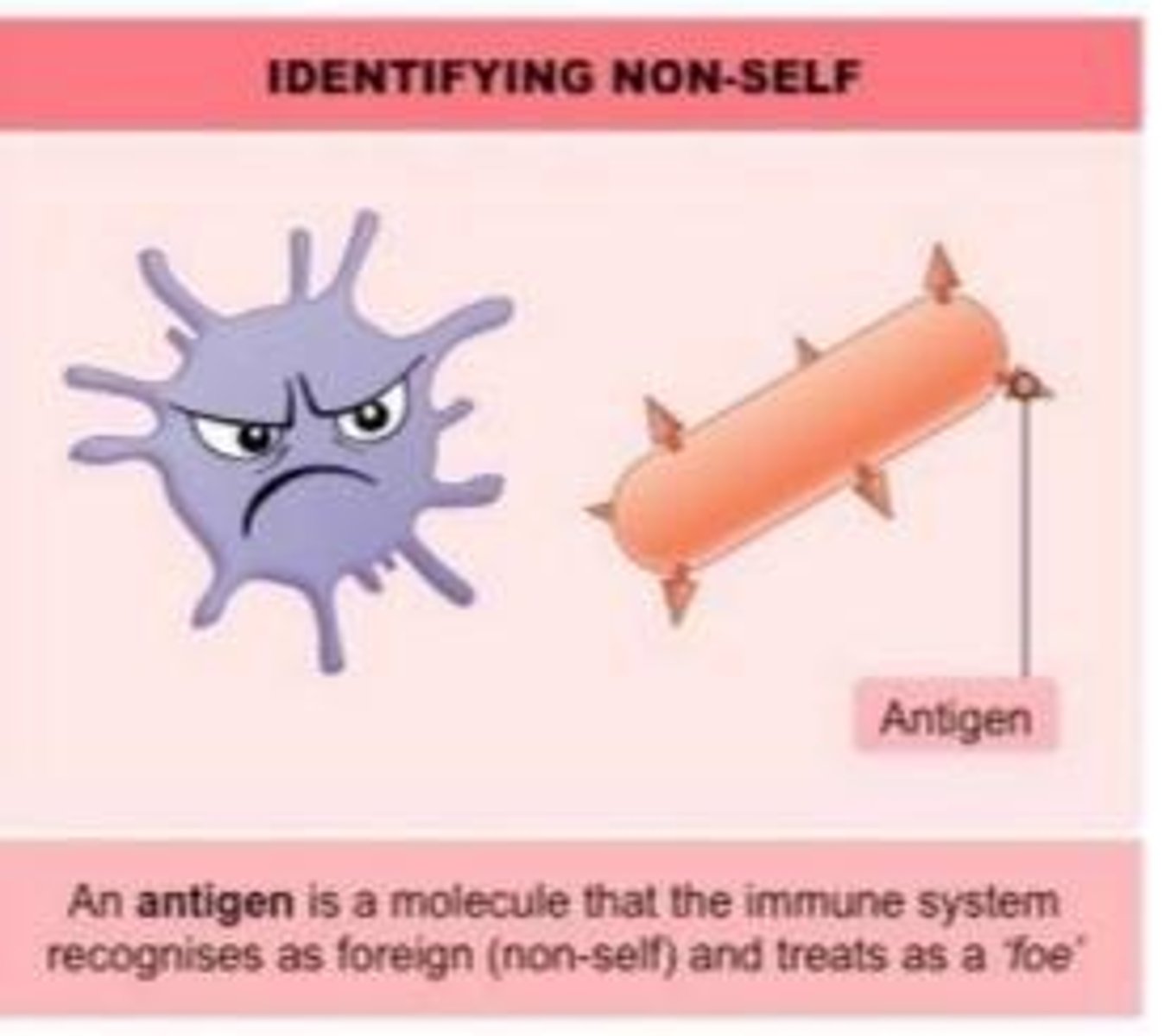 <p>APCs that present antigens to T helper cells.</p>