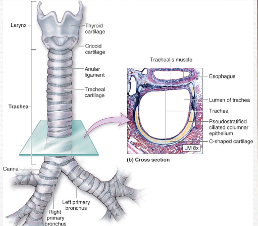 <p>what organ is it? what does it do? what system is it a part of?</p>