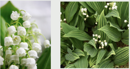 <p><span style="font-family: &quot;Gowun Batang&quot;, serif;">Arching stems with pairs of broad leaves and nodding, bell-shaped white flowers.</span></p>