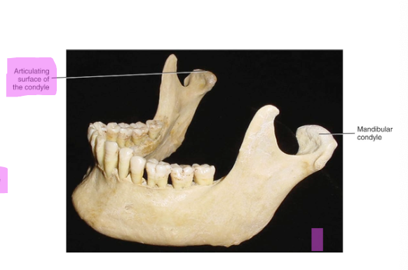 <ul><li><p><strong>The joint disc working with the knuckle-shaped posterosuperior process of the mandibular ramus</strong></p></li><li><p class="p1"><strong>The head of this process is the mandibular condyle, and its superior surface is the articulating surface of the condyle</strong></p></li></ul><p></p>