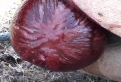 <p><strong>Premature placental separation</strong></p><ul><li><p>Chorio-allantois must be ruptured immediately</p></li><li><p>Assisted delivery — foal will rapidly become hypoxic and anoxic</p></li><li><p>Associated with placentitis, twinning, inappropriate induction methods, unknown causes</p></li></ul><p></p>