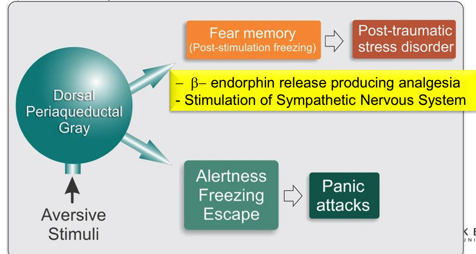 <p>Persistent neuroplastic changes may occur in dPAG that outlast the initial aversive situation </p>