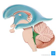 <p>The <strong><em></strong></em>__ is one of the cavities in the brain that contains cerebrospinal fluid and is located between the brainstem and the cerebellum.</p>