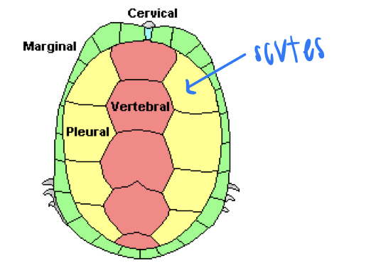 
1. scutes
2. dermal bones
3. ribs