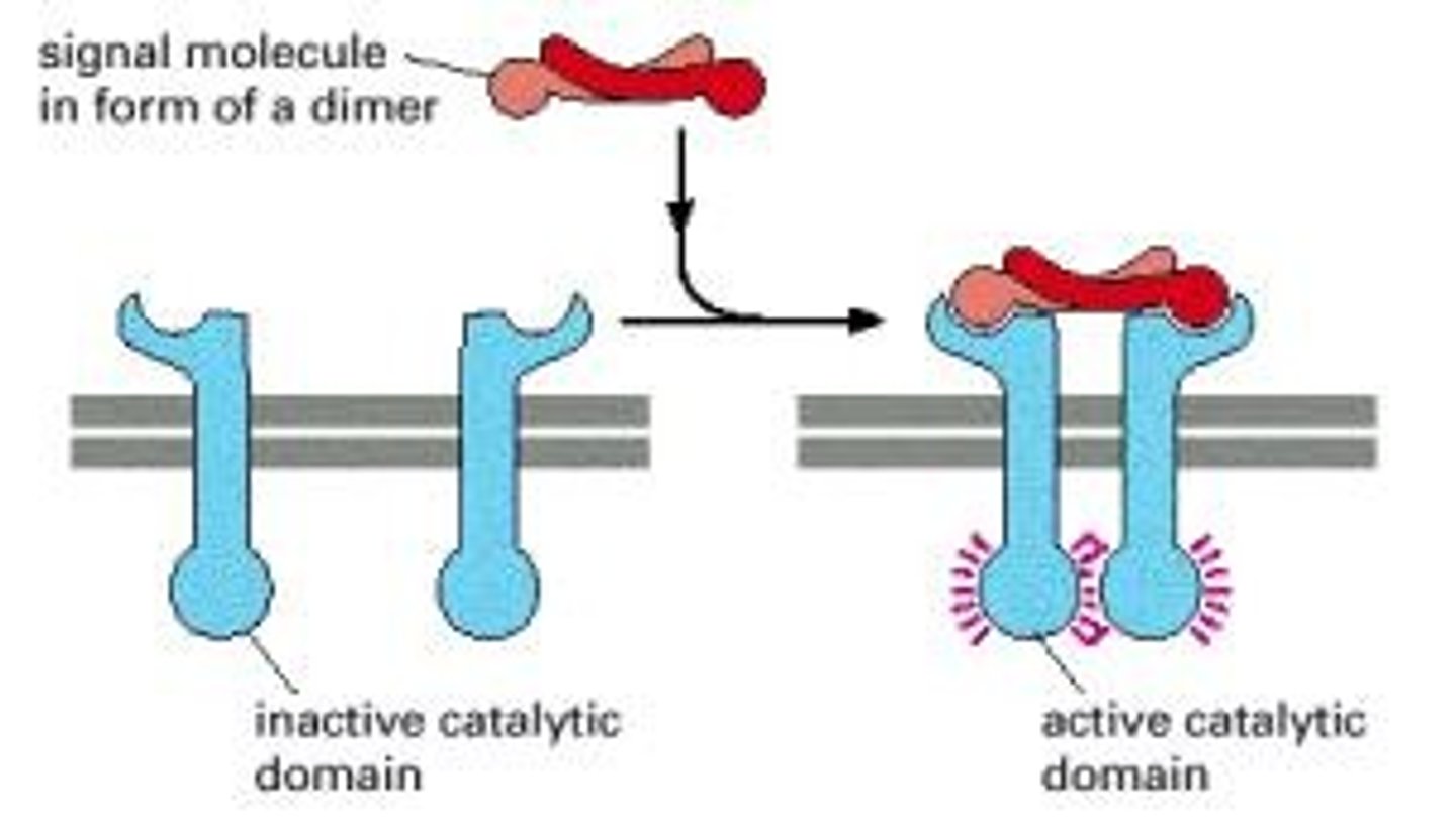 <p>- RTKs have intrinsic kinase activity, autophosphorylating tyrosine residues upon ligand binding, which serves as docking sites for downstream signaling molecules.</p>
