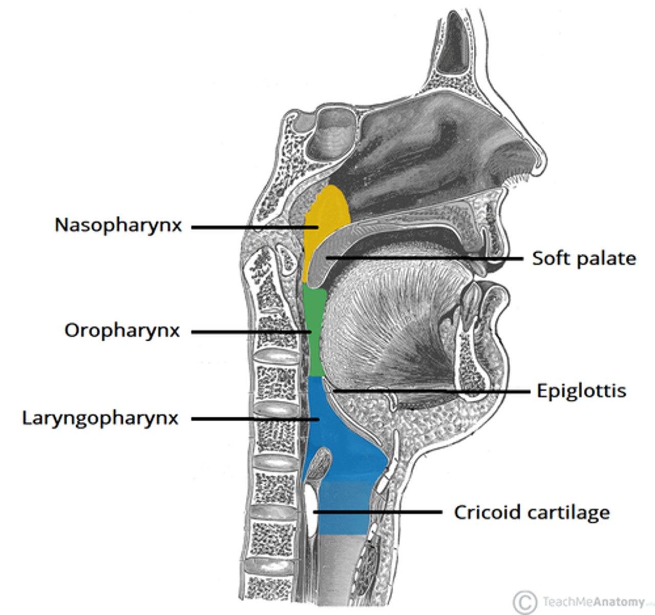 <p><strong>stratified squamous epithelium</strong> </p><p>- air food and drink passage</p><p></p><p><strong>palatine tonsils and lingual tonsils</strong></p><p>- located in the <strong><span class="bgY">oropharynx</span></strong></p>