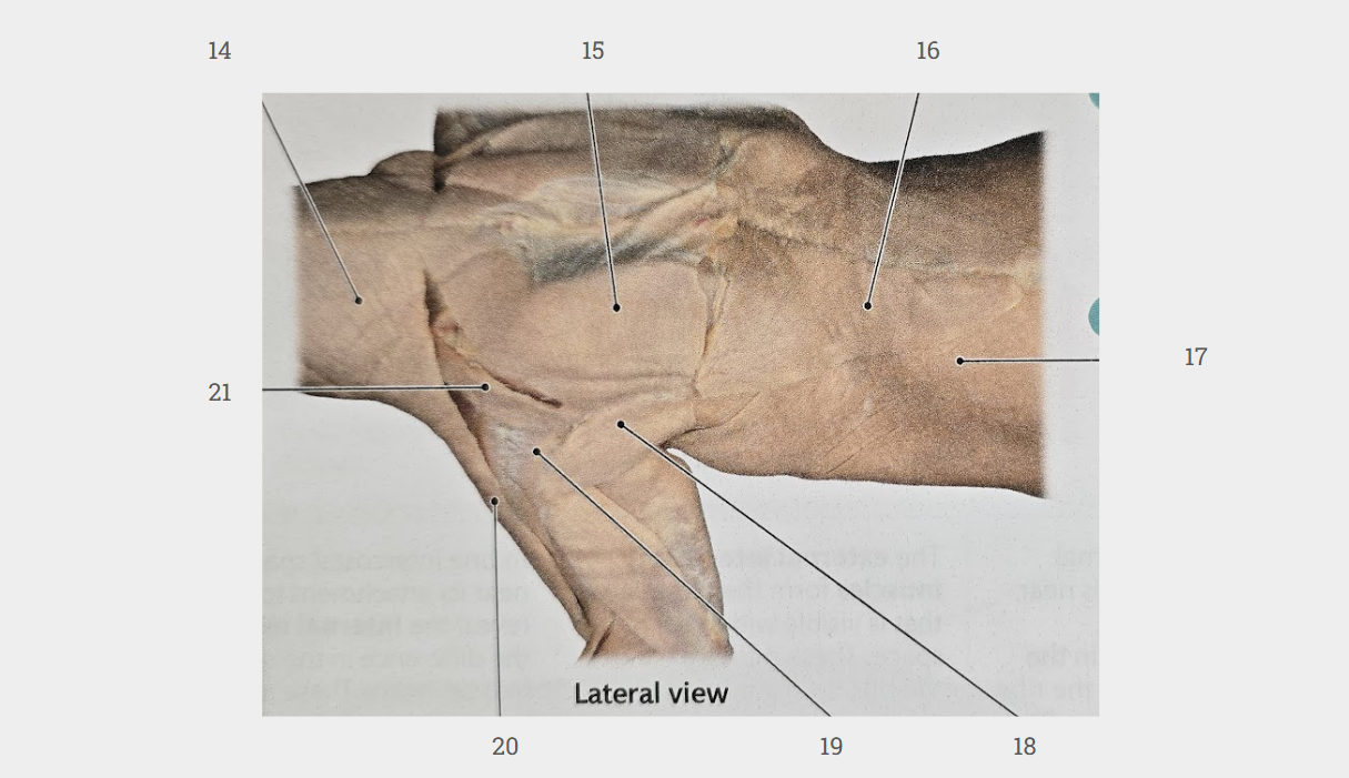 <p>What is labeled 17?</p>