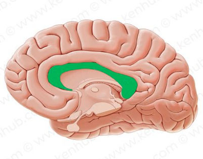 <p><span>language, memory, and sensory information processing</span></p>