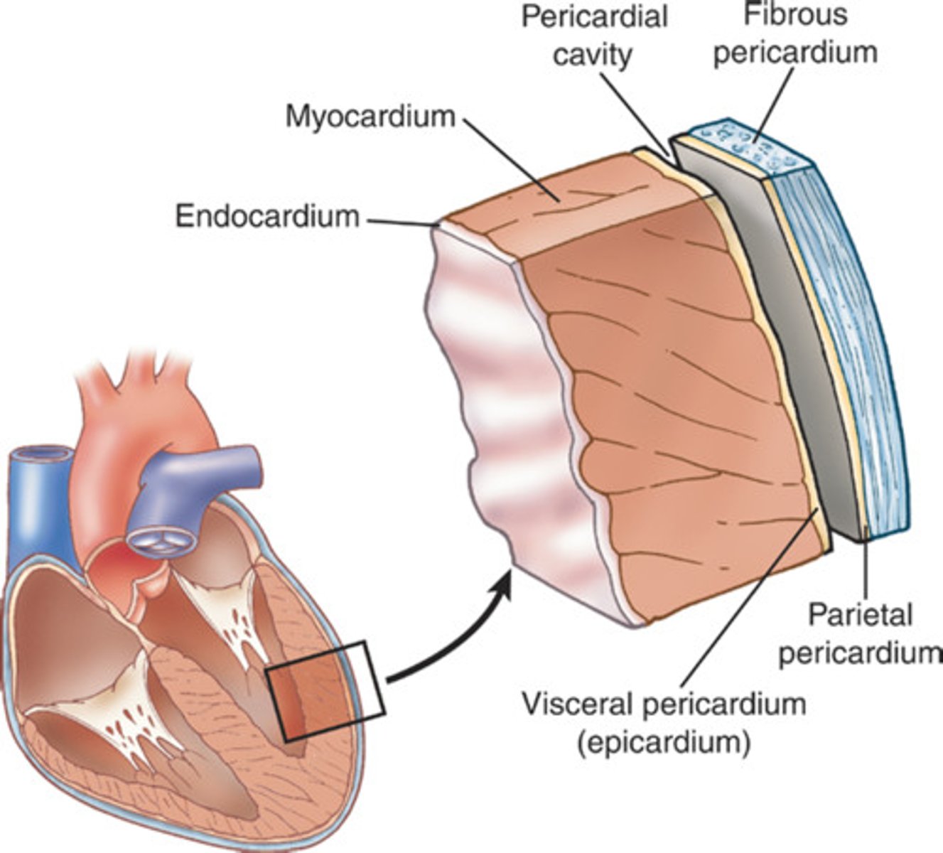 <p>Epicardium, myocardium, endocardium</p>