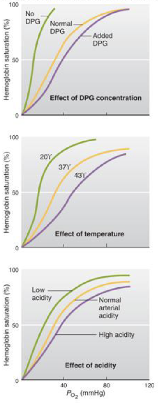 <p>right shift (release)</p><ul><li><p>high temp, CO2, H+</p></li><li><p>promotes O2 release</p></li></ul><p>*50% saturation is farther because oxygen is being released more rapidly</p><p></p>