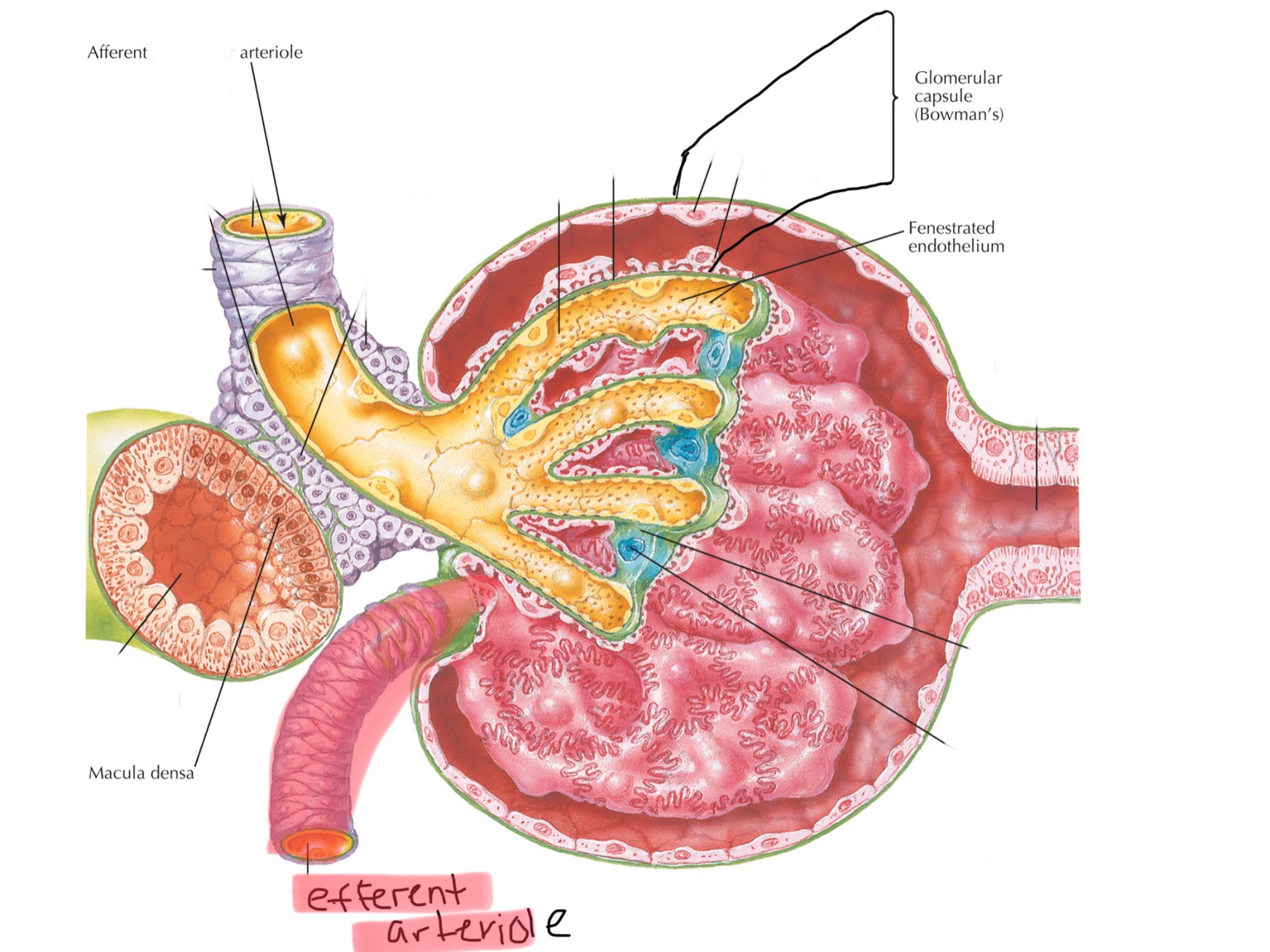 knowt flashcard image