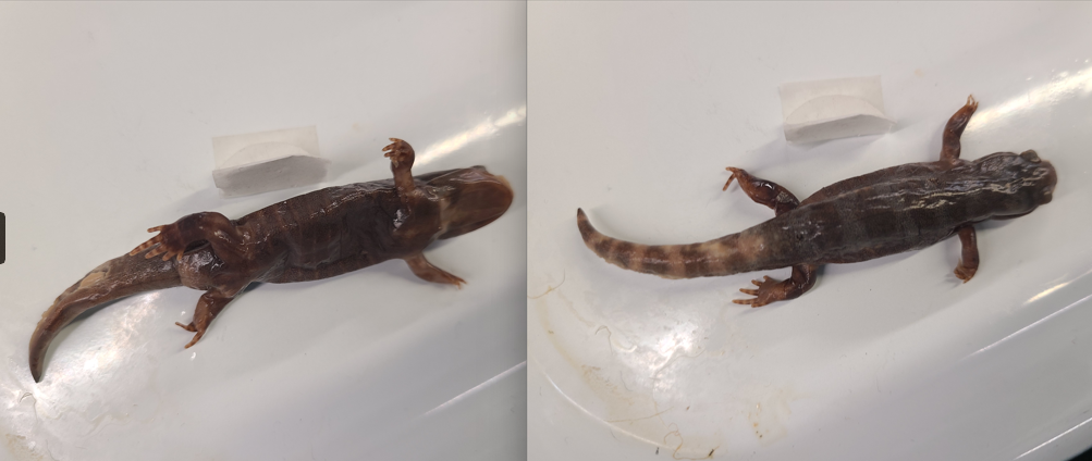 <p>Order and Family of Ambystoma opacum</p>