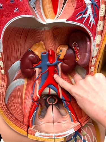<p>Which artery is this?</p>