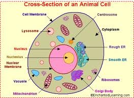 o s d l--cell membrane, cytoplasm, nucleus