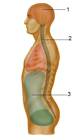 <p>Match the numbers with the correct area:</p>