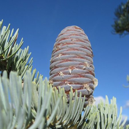 <p>5-8 inches</p>