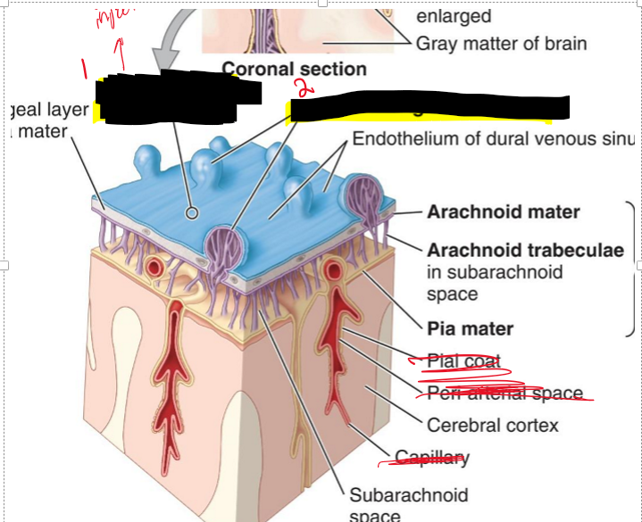 <p>Name the structure.</p>