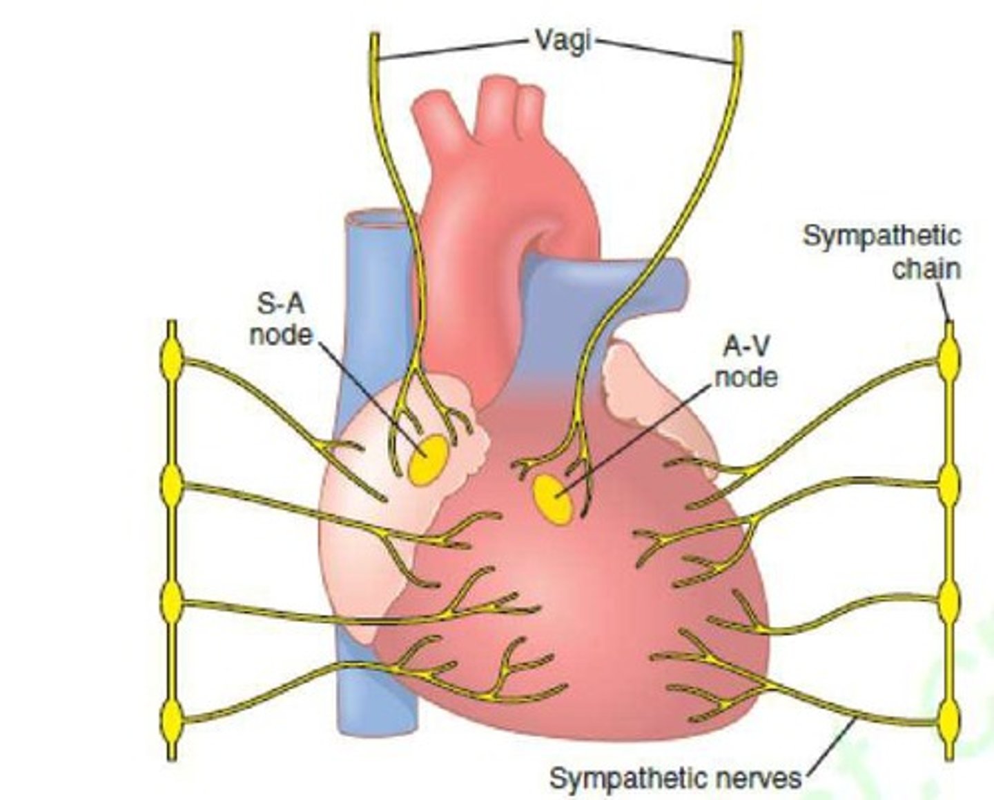 <p>In the superior posterolateral wall of the right atrium, near the opening of the superior vena cava.</p>
