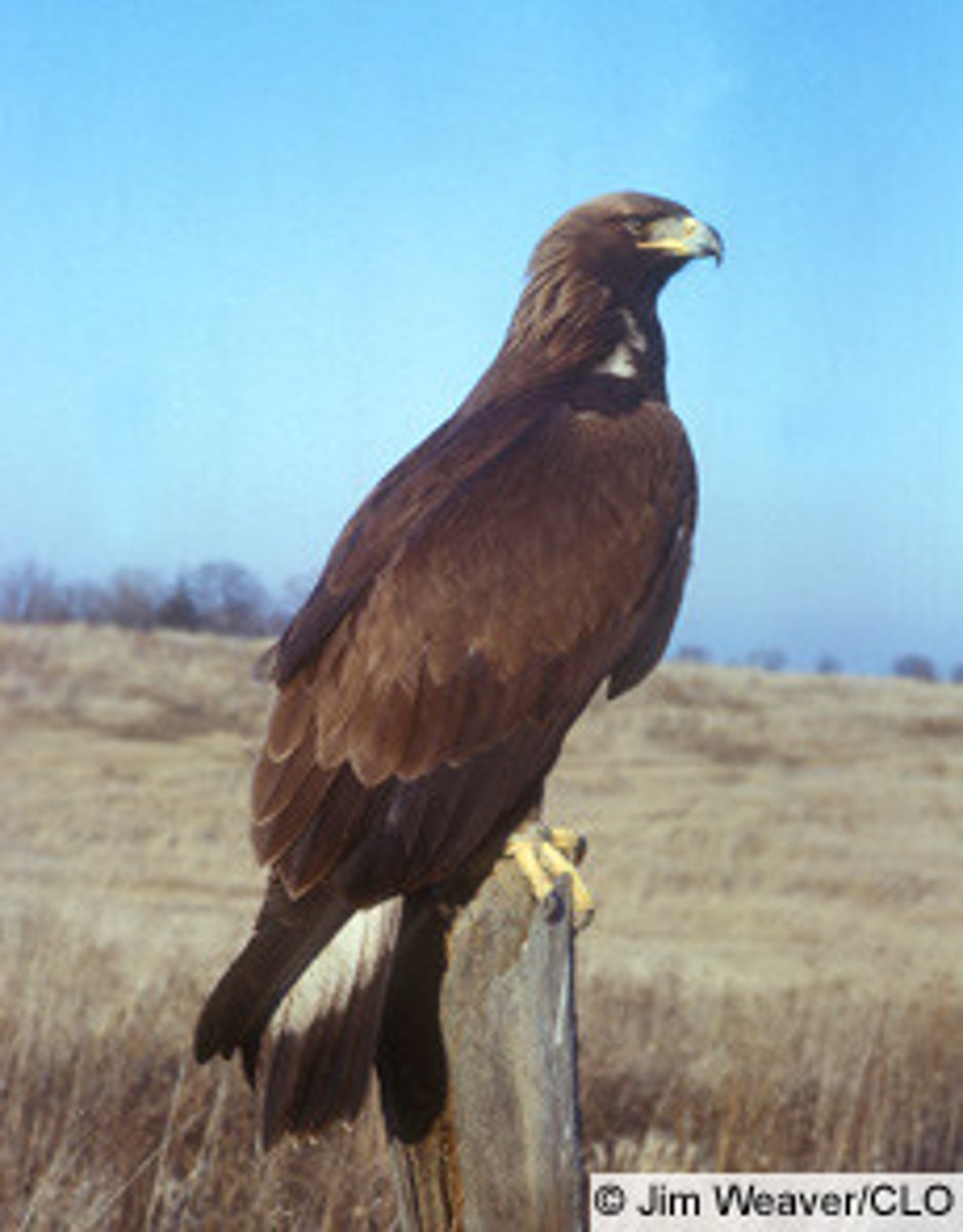 <p>Accipitriformes</p><p>Accipitridae</p>