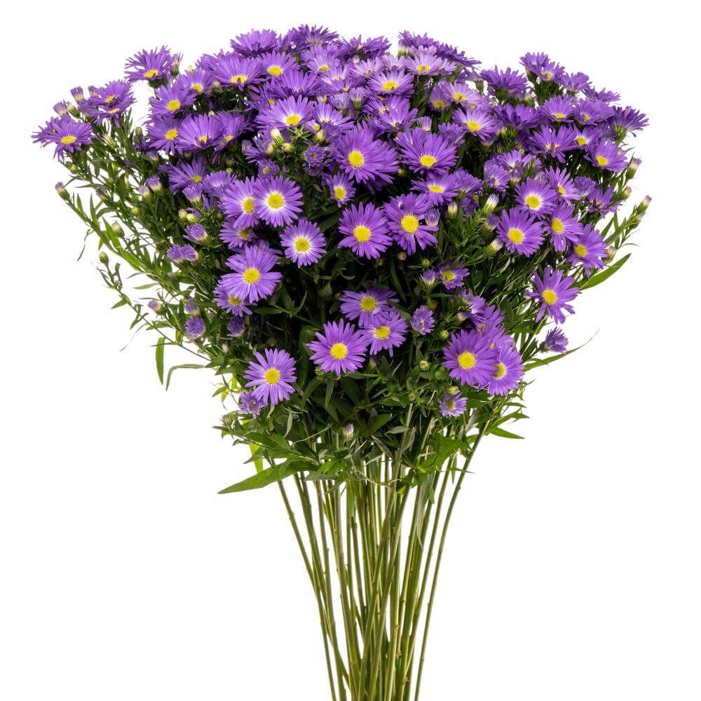<p><span>Monte Casino Aster</span></p>