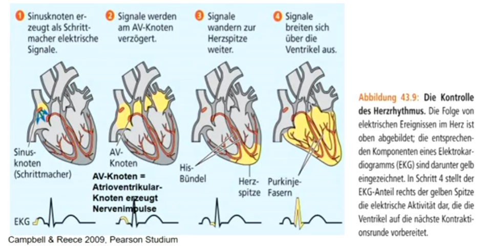 Periodische Erzeugung von elektrischen Signalen im Sinusknoten führt zu rhythmischen Kontraktionen des Herzmuskels. 

Systole beginnt am Atrium und nach 0,2 sec. am Ventrikel an der Herzspitze und verläuft zu den Atrien. 

Schlagfrequenz beeinflusst durch äußere Steuerung, durch Nervenimpulse und Hormone.