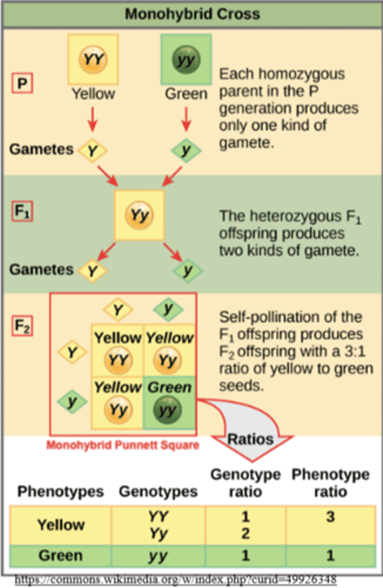 <p>1:2:1 for XX : Xx : xx</p>