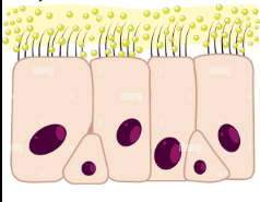 <p>What is the function of mucus </p>