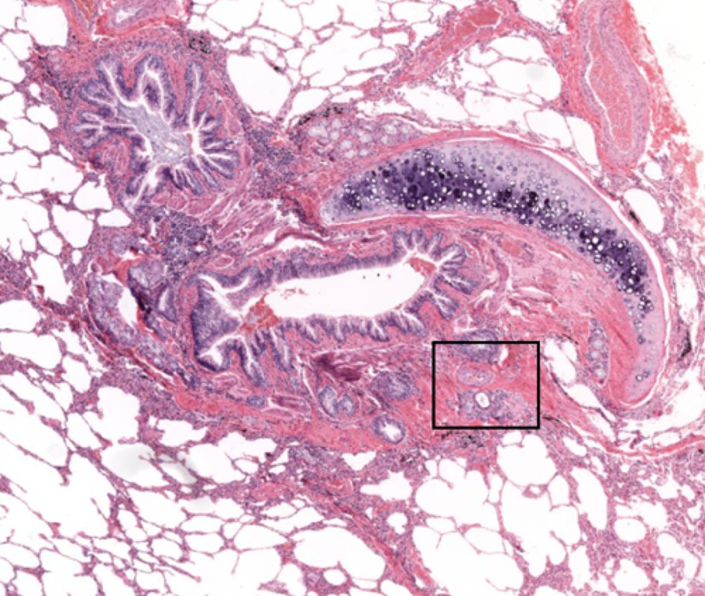 <p>Identify the organ</p>