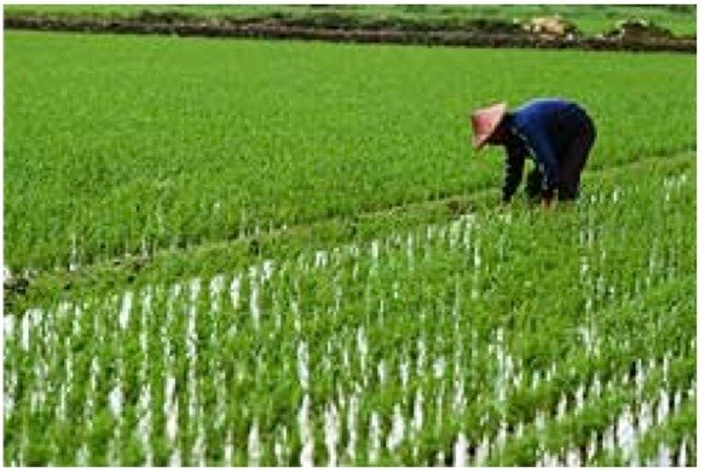 <p>tián - field</p>