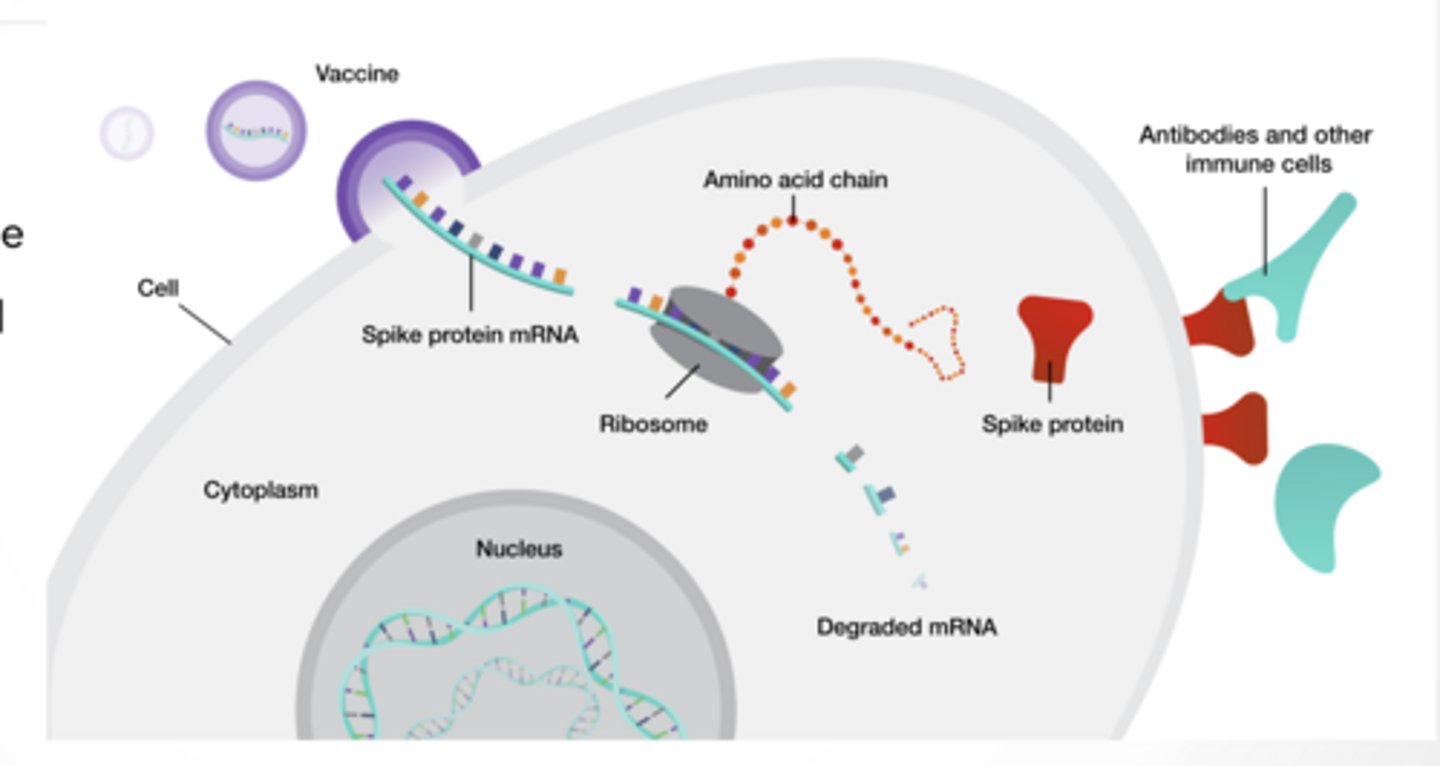 <p>TARGET THE SPIKE PROTEIN </p><p>Spike is glycosylated </p><p>Antibodies have a hard time </p><p>Convalescent plasma seems to be effective for acute treatment </p><p>mRNA vaccines </p><p>Body makes the spike protein but nothing else</p><p>Natural glycosylation occurs so self made antibodies are better</p><p>All vaccines do the SAME goal ----> show immune system spike</p><p>mRNA vaccines – how they work</p><p>mRNA of spike protein is injected and protein is made</p><p>mRNA is degraded just like all your normal mRNA</p><p>Immune system is presented with a foreign protein made by mRNA</p>