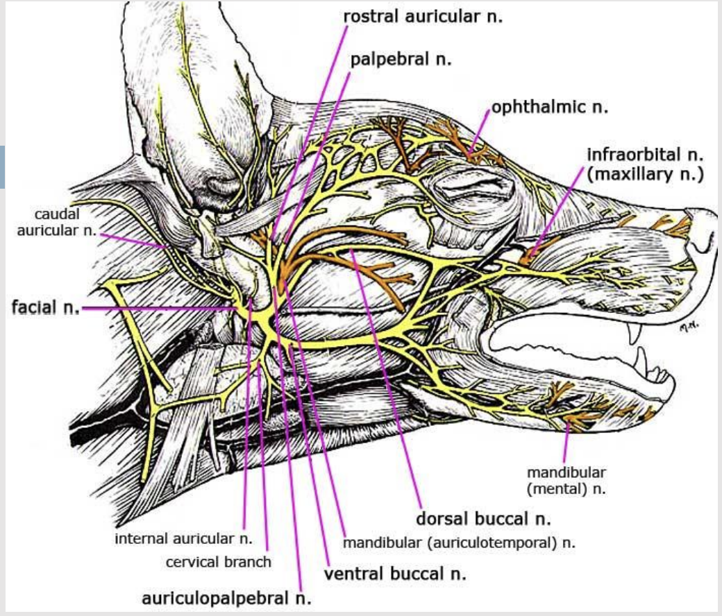 <p>Trigeminal nerve [CN V] supplies the sensory innervation of the teeth through its maxillary and mandibular divisions</p><p></p><p>Upper incisor teeth are innervated by infraorbital n. (maxillary n.) which runs in the infraorbital canal</p><p></p><p>Mandibular teeth are supplied by inferior alveolar n. (mandibular n.) which runs in the mandibular canal</p>