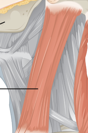 <ul><li><p>Located on lateral &amp; anterior portion of the neck</p></li><li><p><span style="color: red;"><span>Origin: sternum, clavicle</span></span></p></li><li><p><span style="color: yellow;"><span>Insertion: mastoid process of temporal bone</span></span></p></li><li><p><span style="color: rgb(127, 255, 212);"><span>Action:</span></span></p><ul><li><p><span style="color: rgb(127, 255, 212);"><span>Bilateral contraction: cervical flexion</span></span></p></li><li><p><span style="color: rgb(127, 255, 212);"><span>Unilateral contraction: lateral flexion to its own side and rotation of head &amp; neck to opposite side</span></span></p></li></ul></li></ul><p></p>