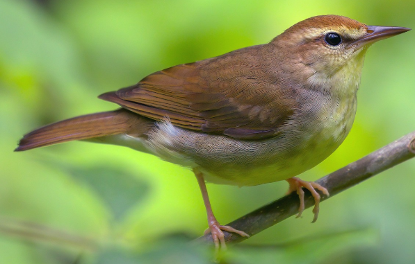 <p>What bird is this? </p>