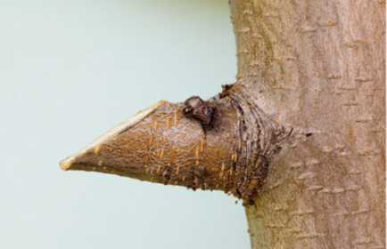 When a cut on a branch is __________ or slanted, a new branch forms in the same direction.